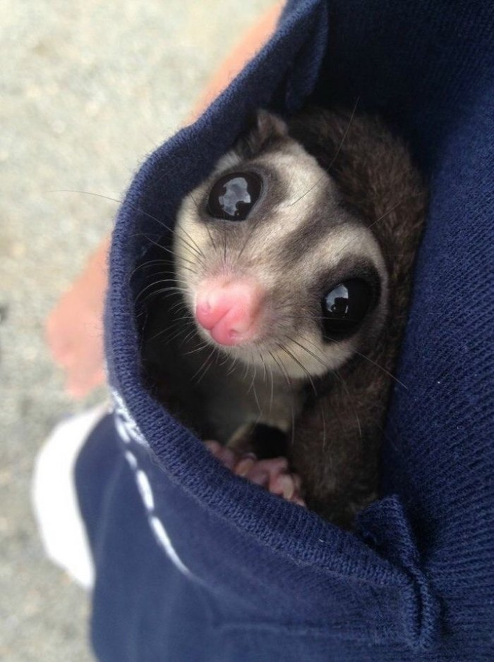 фото с https://twitter.com/chrstalwings/status/1043240003508359168
