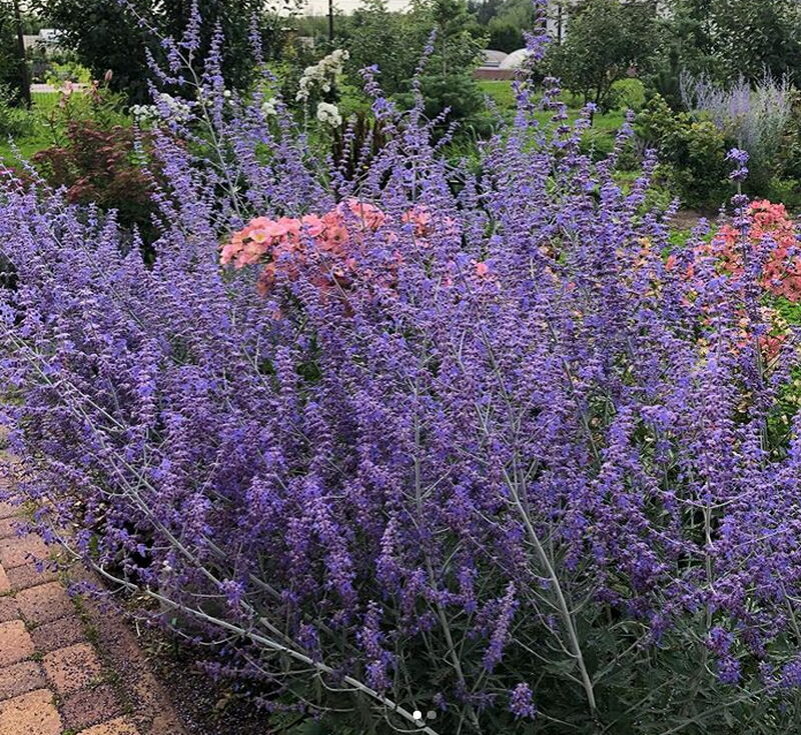 Перовския (Perovskia) 