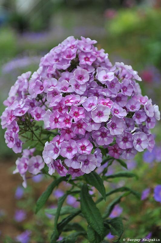 флокс моно капли. флокс моно капли. флокс метельчатый скай скрапер. флокс щербет блю. флокс моно капли.