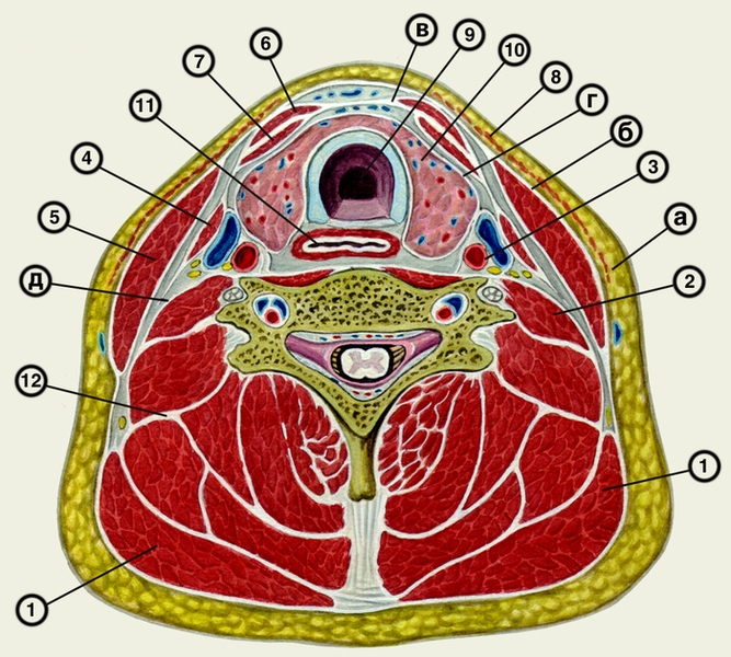 Фасции шеи поперечный срез. Фасции шеи по Шевкуненко топографическая анатомия. Мышцы и фасции головы по Шевкуненко. Мышцы и фасции шеи по Шевкуненко.
