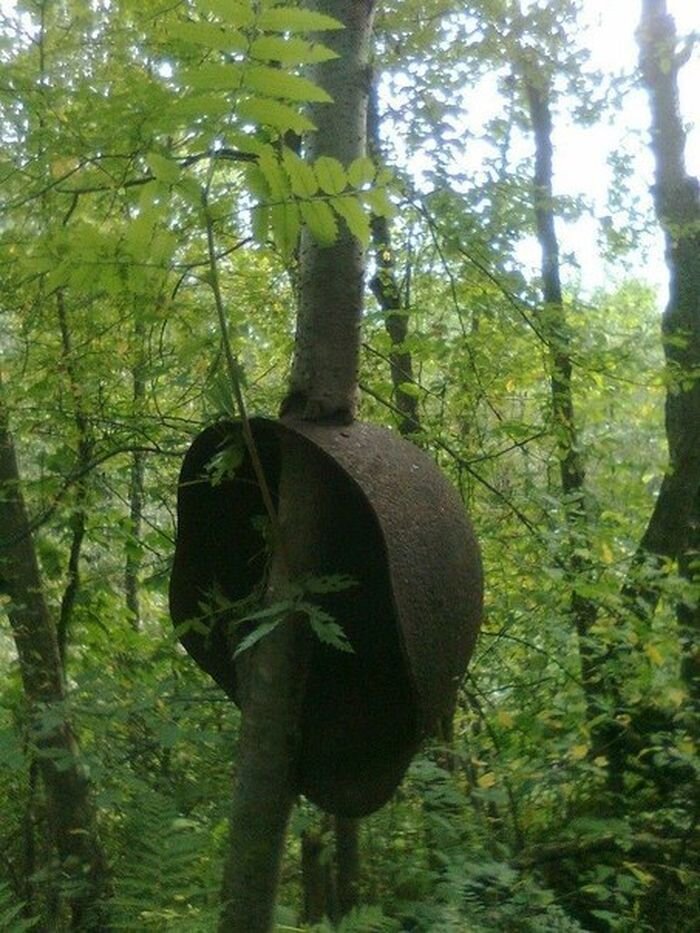 Советская каска в небольшом стволе дерева