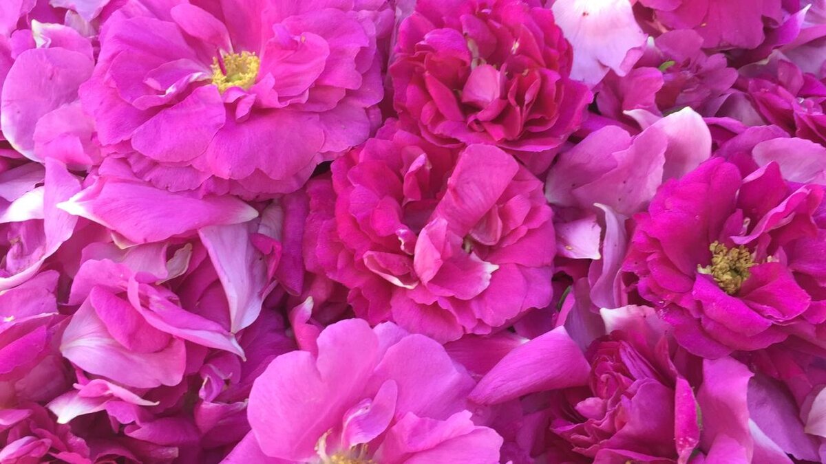 Розы главный ингредиент . Фото из личного архива.