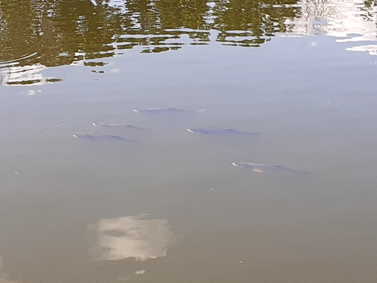 Нерест толстолобика. Карп выпрыгивает из воды. Толстолобик выпрыгивает из воды. Толстолобик в пруду. Толстолоб в воде.