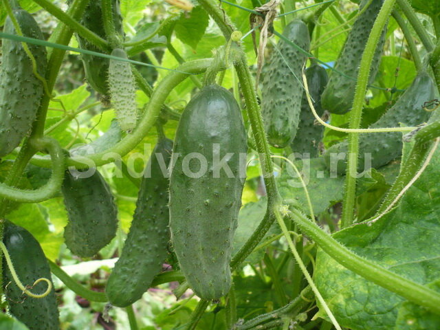 Выращиваем огурцы в домашних условиях