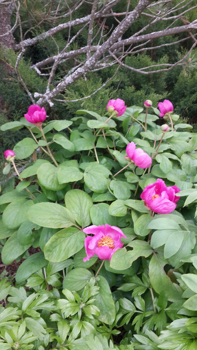 Пион крымский