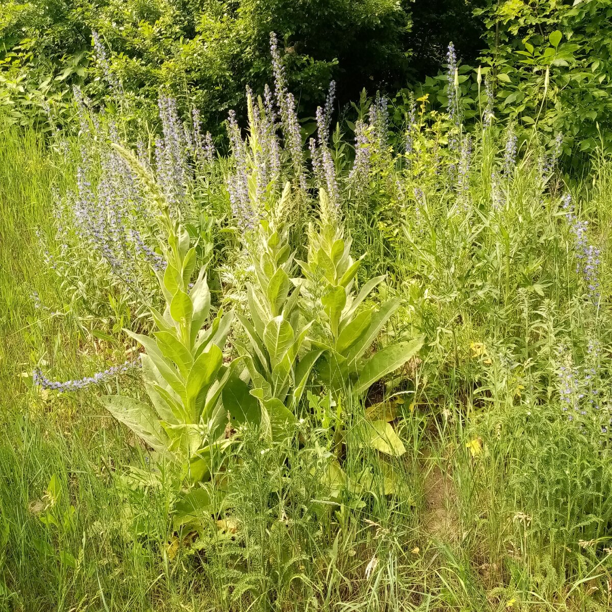 И рядом с домом можно найти что-то, радующее глаз