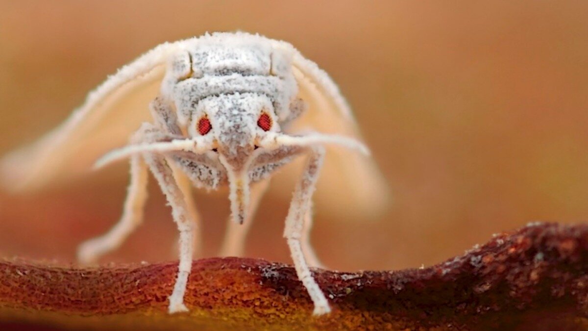 Фото: Andrea Sala Белокрылка тепличная 