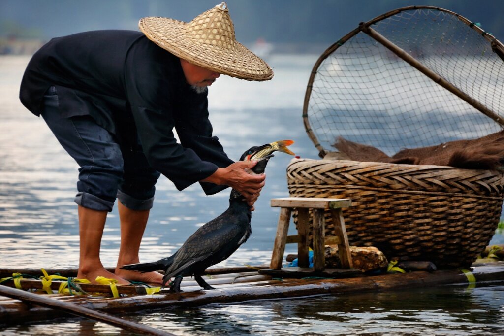 Помогите гоби и южную добыть рыбу. Рыбалка с бакланами в Китае. Рыбная ловля с бакланами в Китае. Рыбалка с бакланами. Баклан для ловли рыбы.