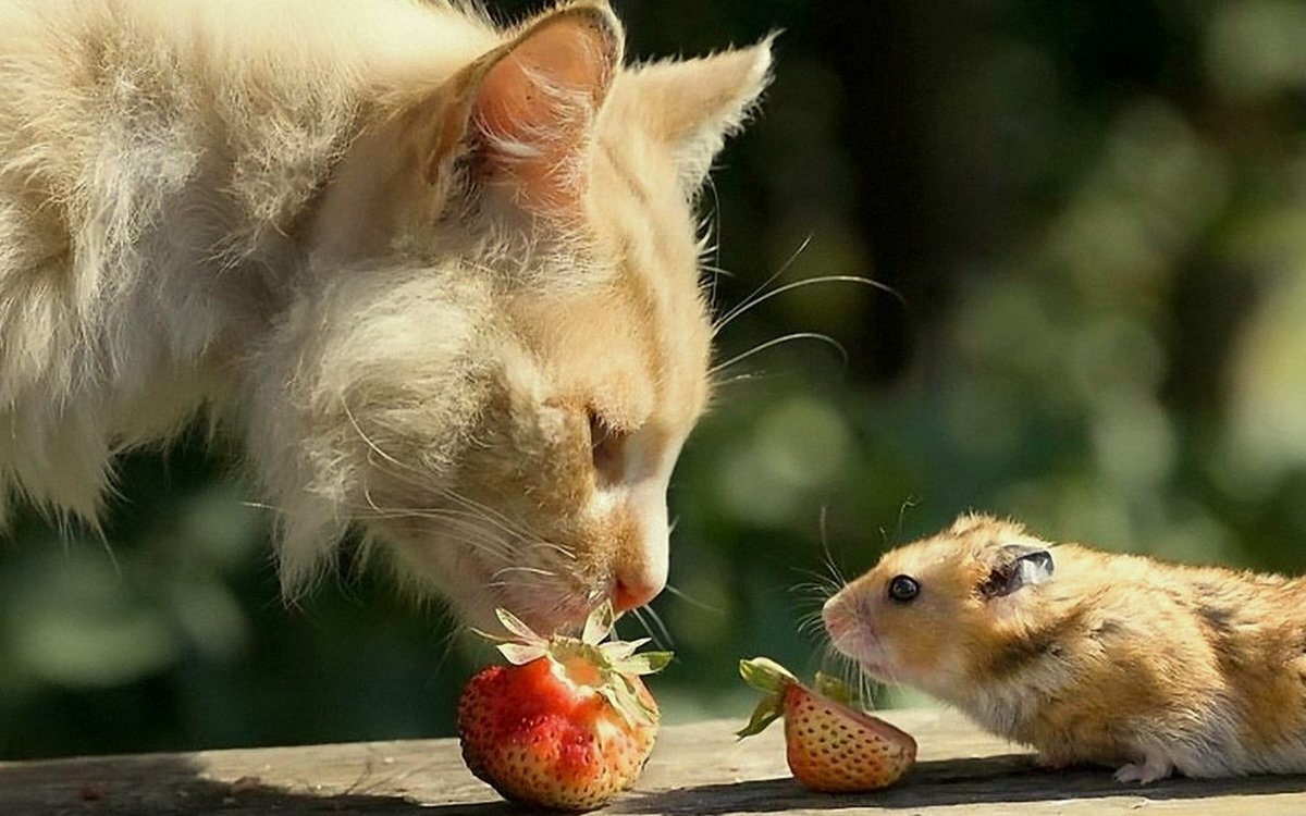 Ежедневный кот хомяк. Кот и хомяк. Котята и хомячки. Кошка и хомячок. Котик клубника.