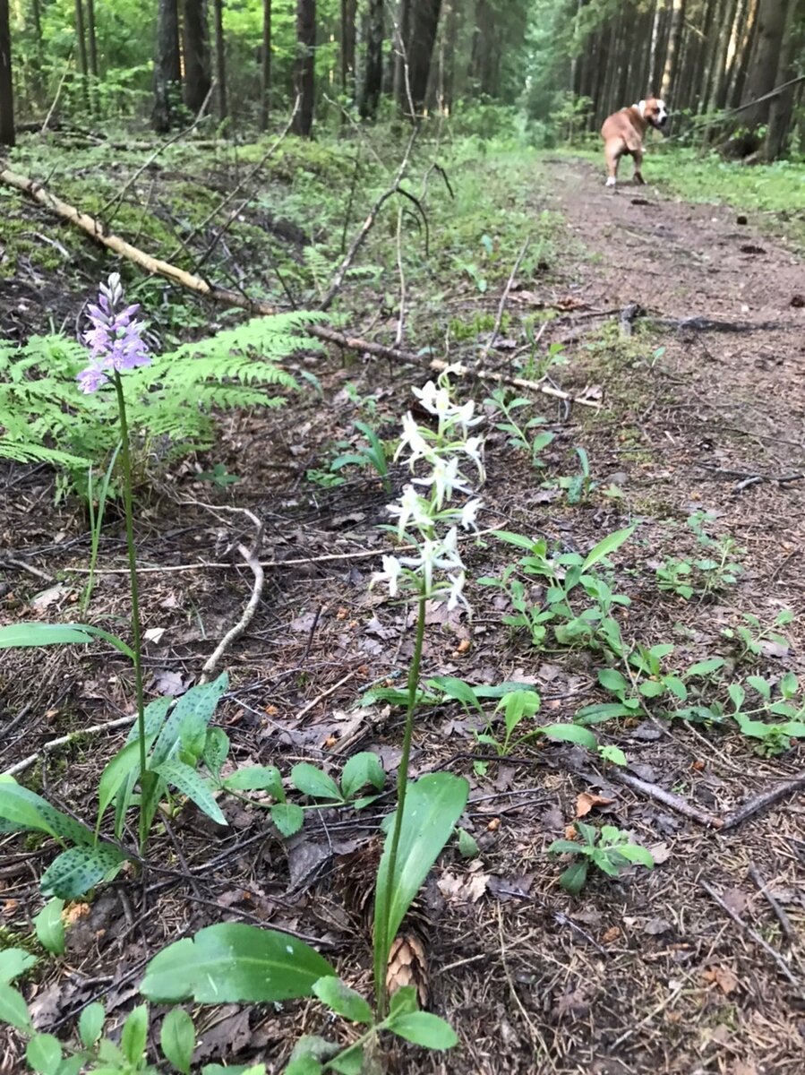 Вот она какая - справа )) фото автора