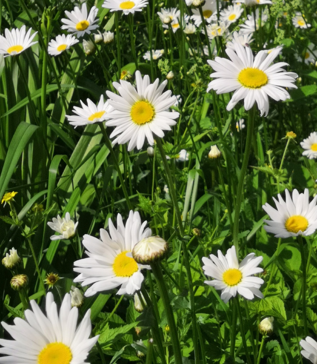 Ромашка - идеальная модель для отдельного мини-цветка из бисера. Фото из личного авхива