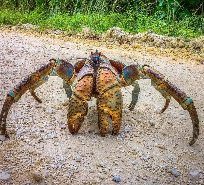 Кокосовый краб (лат. Birgus latro)