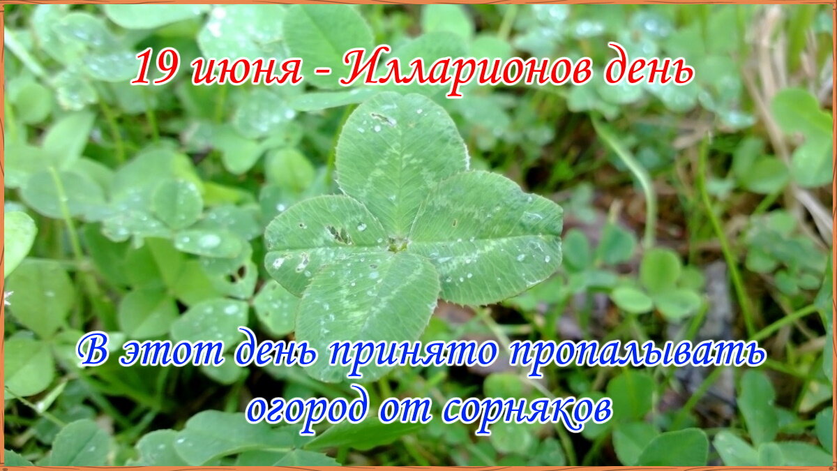 Имя 19 июня. Ларион пропольник 19 июня народный календарь. Илларион пропольник (пришёл Илларион - дурную траву из поля вон). Илларионов день 19 июня картинки. Ларион пропольник картинки с надписями.