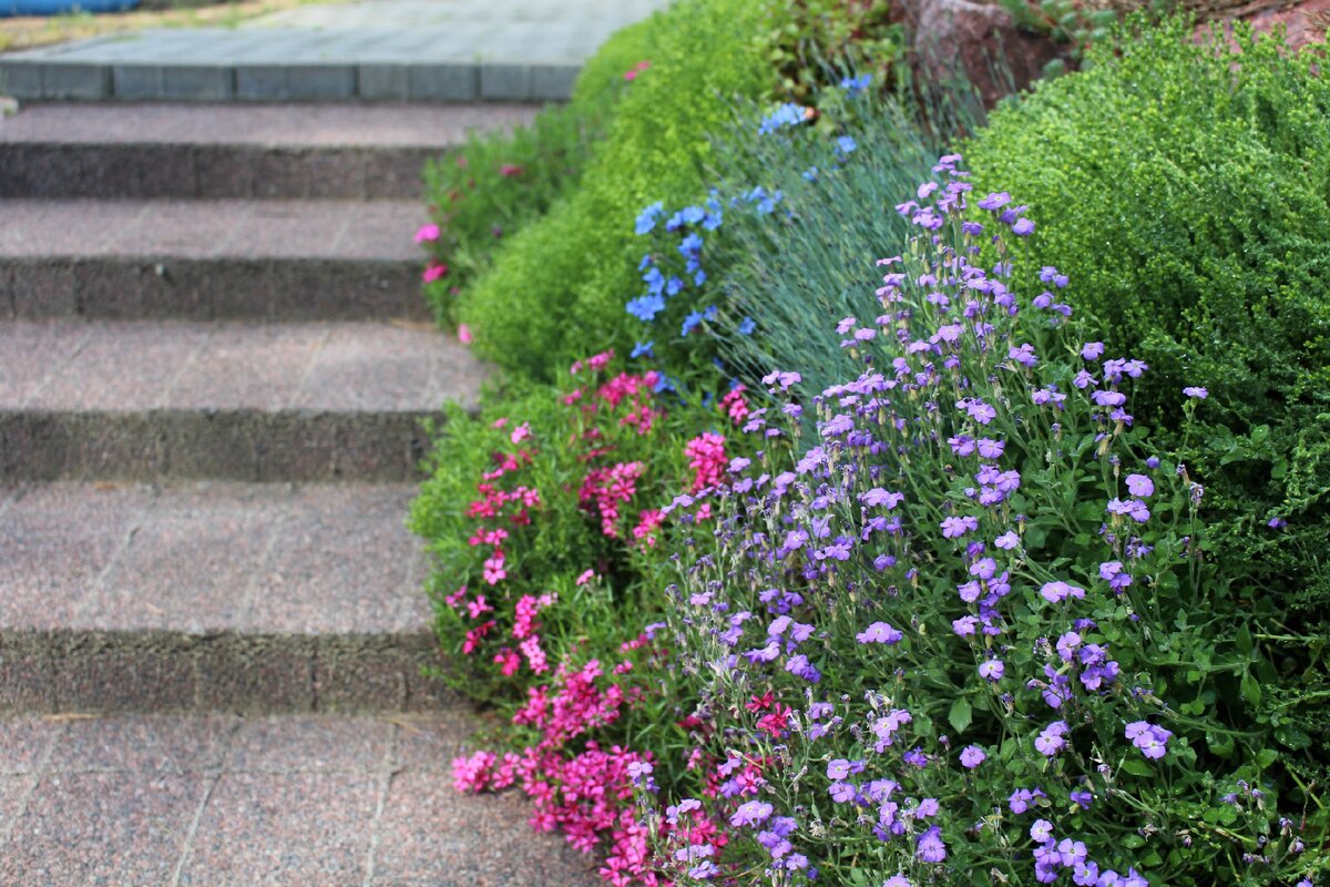 Литодора в моем саду 18 июня 