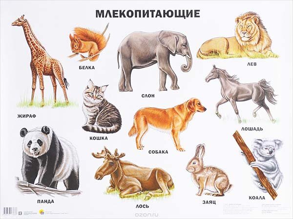 https://natural-museum.ru/  Что такое млекопитающее?