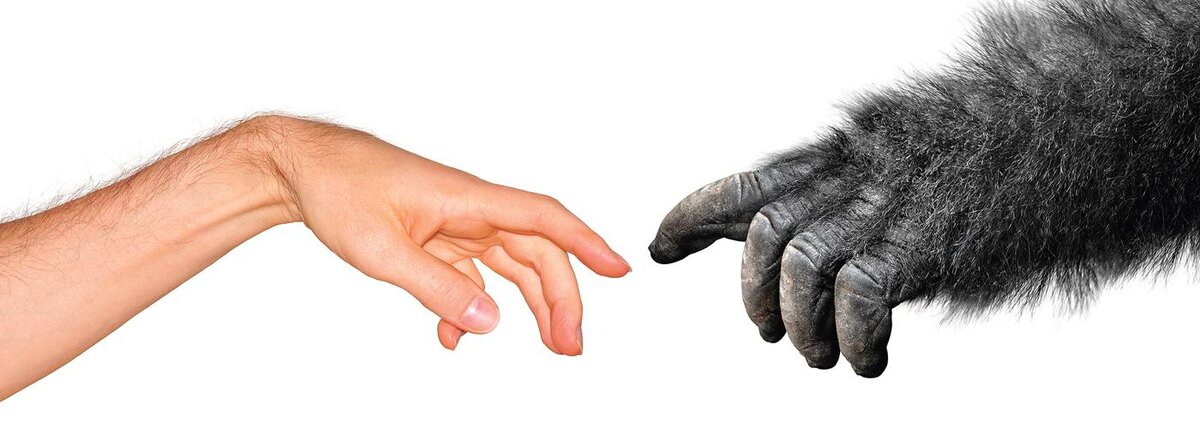 Яндекс картинки.