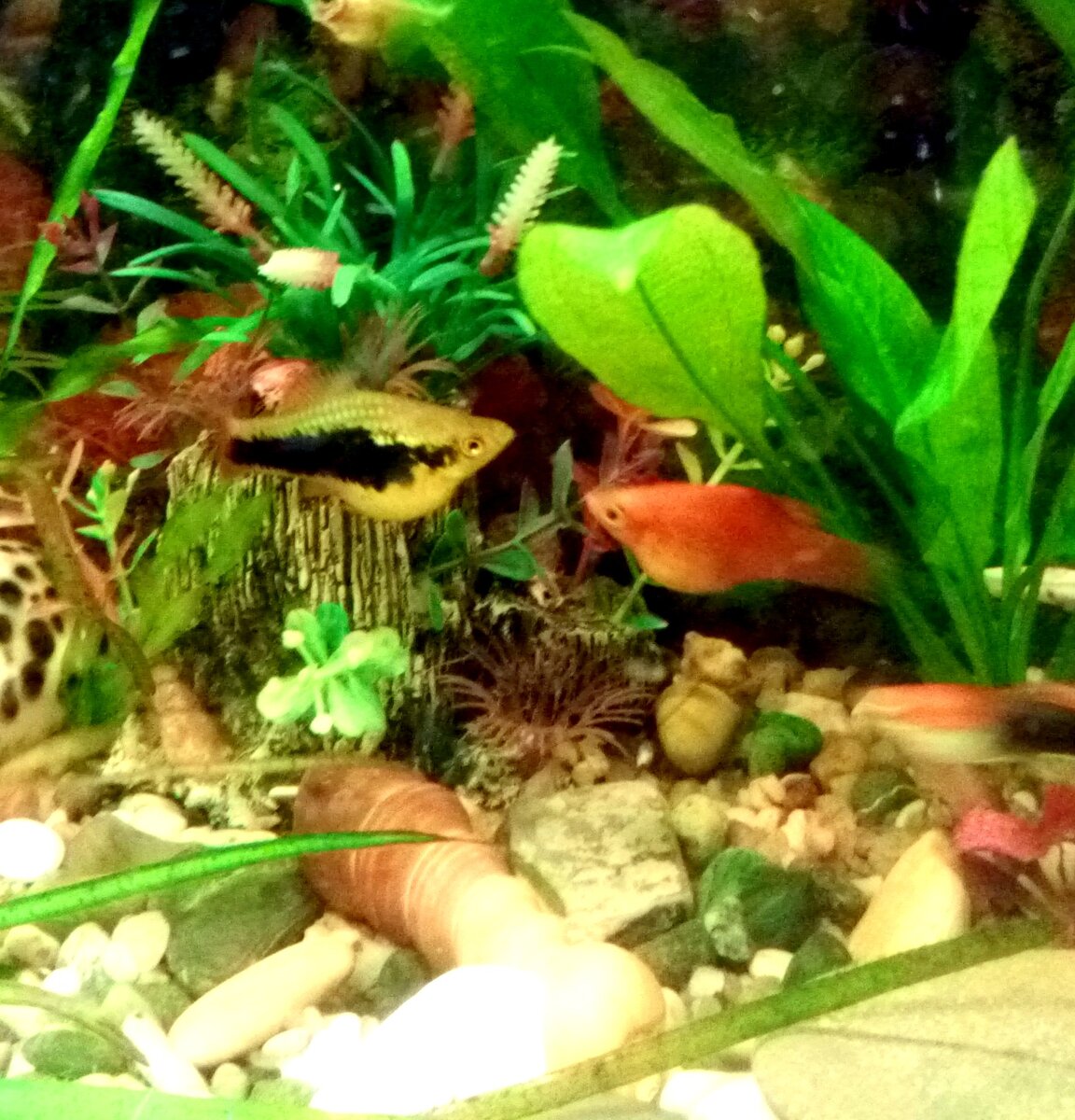 Беременные...