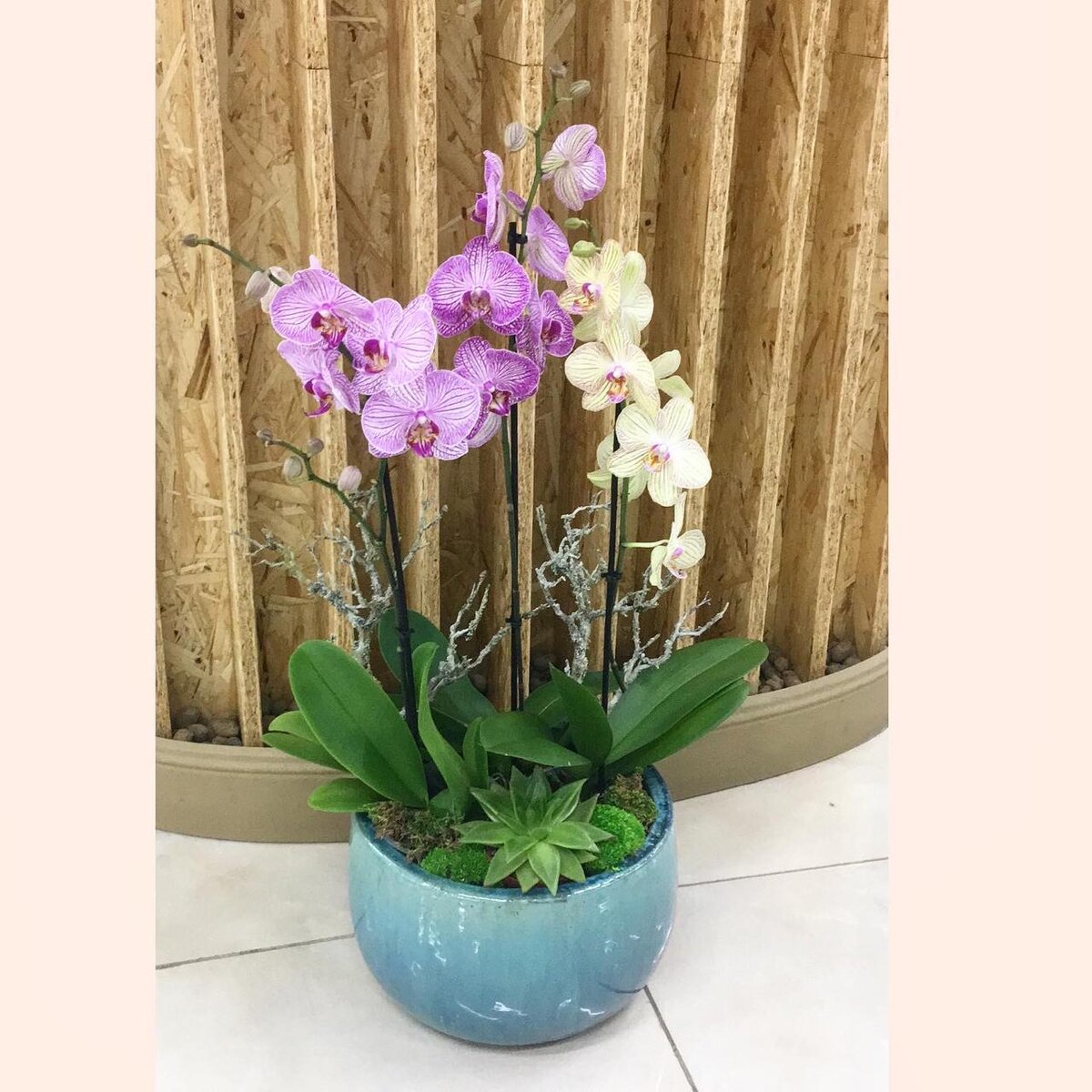Посадка орхидеи фаленопсис