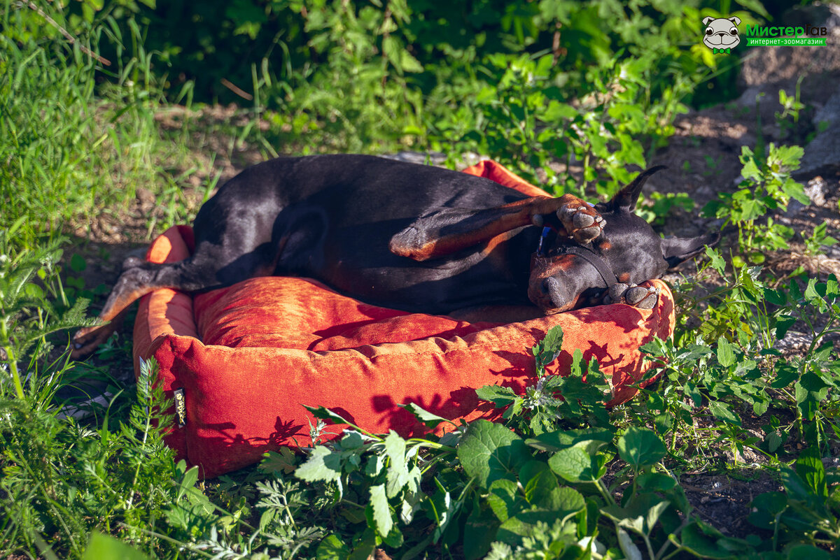 Фото интернет-зоомагазина Мистер Гав. Доберман Карузо.