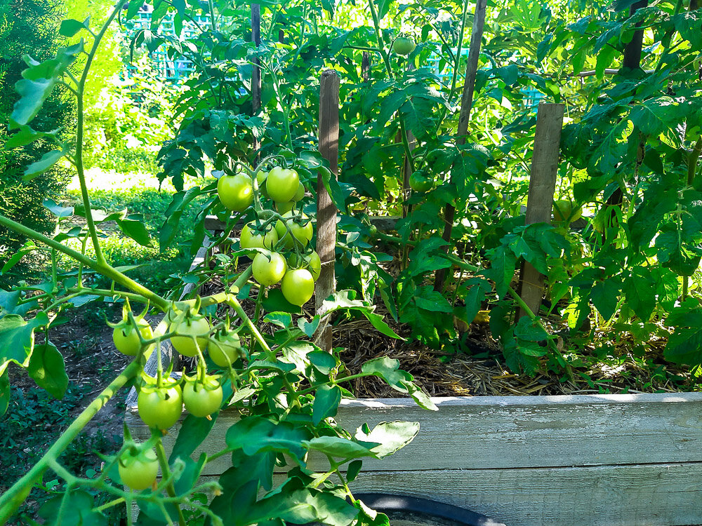 Крымский огород: солнце жарит, а помидоры поспевать не хотят