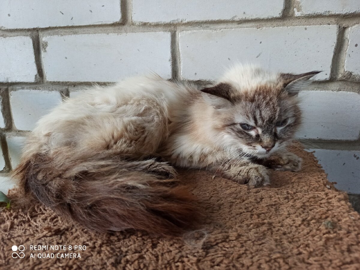 Вот такой сюрприз возле собственного дома. (галерея)