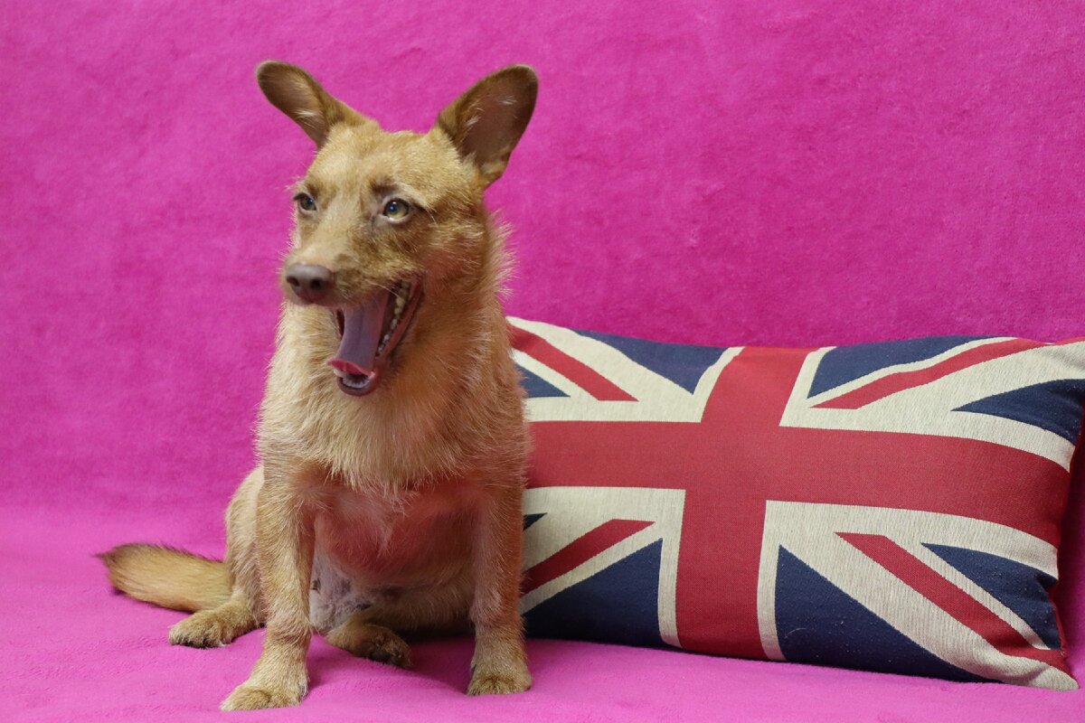 Наш новый член семьи - Челси