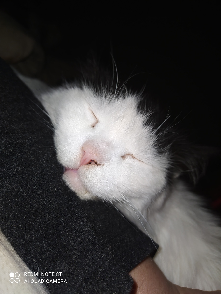 Дуся спит на моей руке