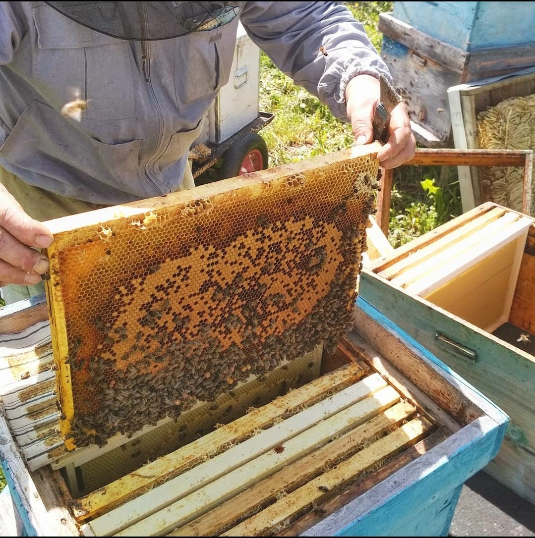 Расплод среднерусской породы. 