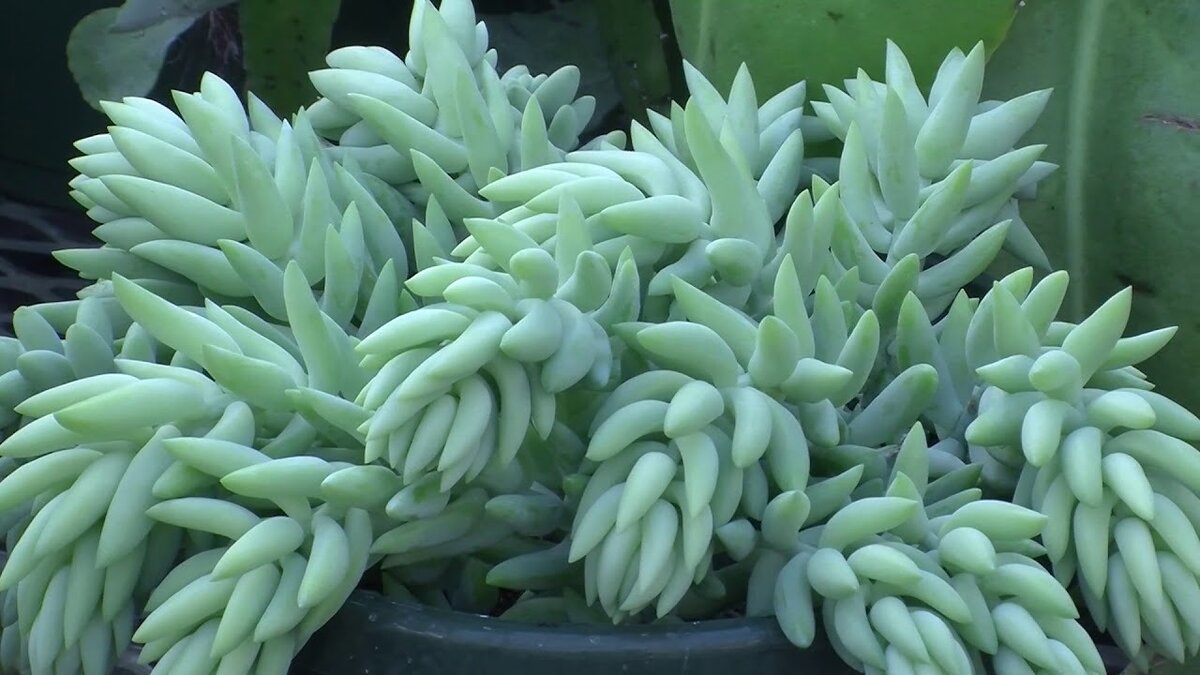 Sedum Morganianum во всей красе 