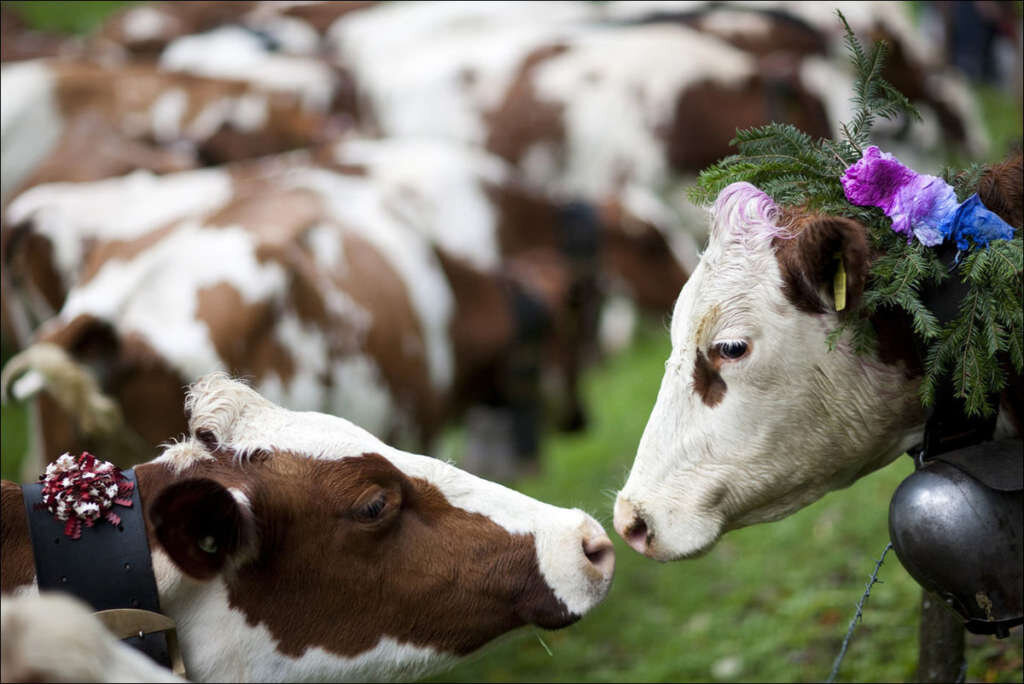 Корова. Красивая корова. Сельскохозяйственные животные. Милые коровы. Сколько стоят коровки