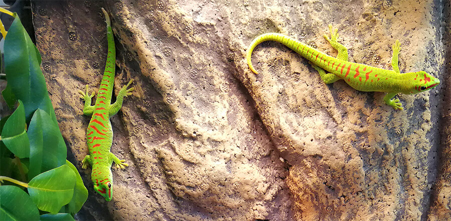 Мои фельзумы