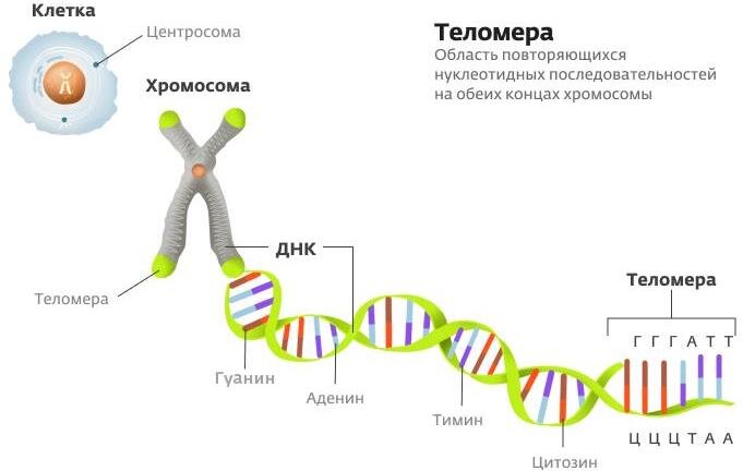 Строение хромосомы и концевая теломера