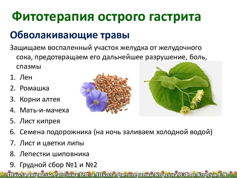 Травы понижающие кислотность желудка. Растения для желудка. Фитотерапия язвенной болезни. Травы от гастрита. Растение с листьями кислого вкуса.