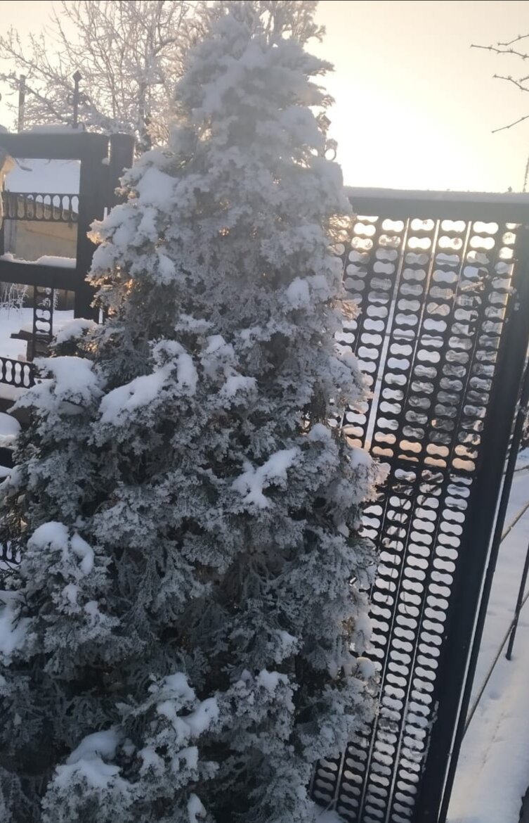 Туя барабант отлично зимует без укрытия, не обгорает и не обмерзает 