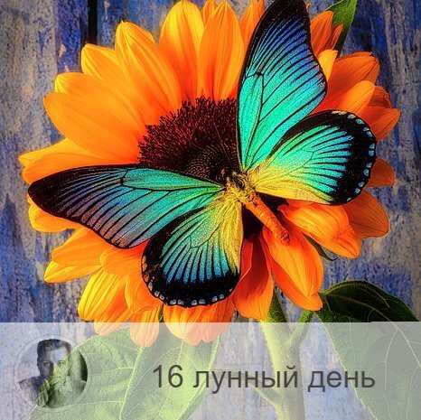 Подписывайтесь и ставьте 👍
16-ый лунный день с 15:14 29-ого по 16:04 30-ого. 🔆 Время гармонии души и тела.
🕊 Символы дня - голубь, бабочка.
🎂 Люди, рождённые в этот лунный день, должны отлеживать свои мысли и помнить, что они могут не совладать со своими фантазиями, они могут работать со временем и осуществлять бессознательную коррекции прошлого. Таким людям дана возможность достичь высокой цели, поскольку душа их свободна. Люди высокого духовного уровня, которые осознают в себе эти духовной высоты, как правило, очень милостивы и не осуждают других. Всем, рождённым в 16-й лунный день, надо к этому стремиться. У духовно неразвивающихся людей часто бывает ошибочное ощущение, что их в чем-то ограничивают.
💍 Камни - турмалин, изумруд.
🌞 Это день равновесия между физическим и астральном телом, он должен стать финалом предыдущих 15 дней. Сегодня надо постараться сохранить гармонию и внутреннее равновесие, чтобы ни случилось. В полнолуние можно не только привлечь в свою жизнь нечто позитивное, но и избавиться от чего-то плохого и ненужного.
✅ Рекомендуемые практики: гармонизирующие упражнения.
В это день полезно выполнять физические упражнения, которые способствуют гармонии. Сегодня хорошо - рассматривать бабочек и голубей.
❌Запрещено: ругань, зависть, злоба.
В этот день нельзя кричать и вести себя бесцеремонно. Зависть, агрессия, злоба могут перечеркнуть эффект всех предыдущих практик и со временем привести к заболеванием крови. Нежелательное употреблять грибы, животную пищу и продукты, удлинённый формы.
⭕️Уязвимые органы: селезёнка.
Сегодня рекомендуется чистить селезёнка – орган, отвечающий за иммунную защиту организма.
⚠️ Знак:
Если в этот день испачкалась одежда, то вы совершили какой-то неблаговидный поступок и замарали свою душу. Нужно проанализировать свое поведение и попросить прощения у того, с кем поступили неправильно.
💤 Сны помогу справится с напряжением и комплексами.

—————
Хочешь знать, что ждёт тебя в будущем или как сложится год? Переходи по ссылке и заказывай 👉 numeromagic.ru/uslugi