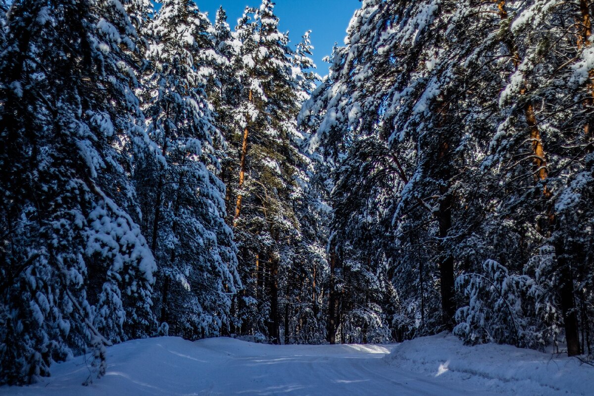 Касмалинский ленточный бор (фото автора)