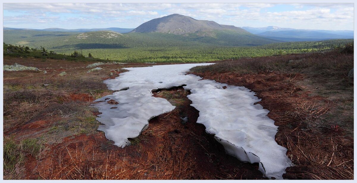 Снежник