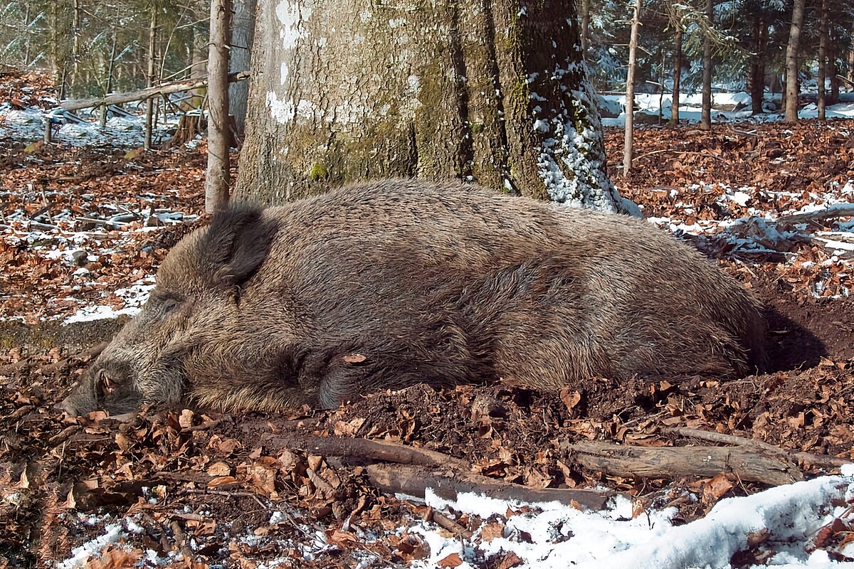 Дикие свиньи живут. Дикий кабан. Логово кабана. Кабан зимой в лесу. Жилище кабана.