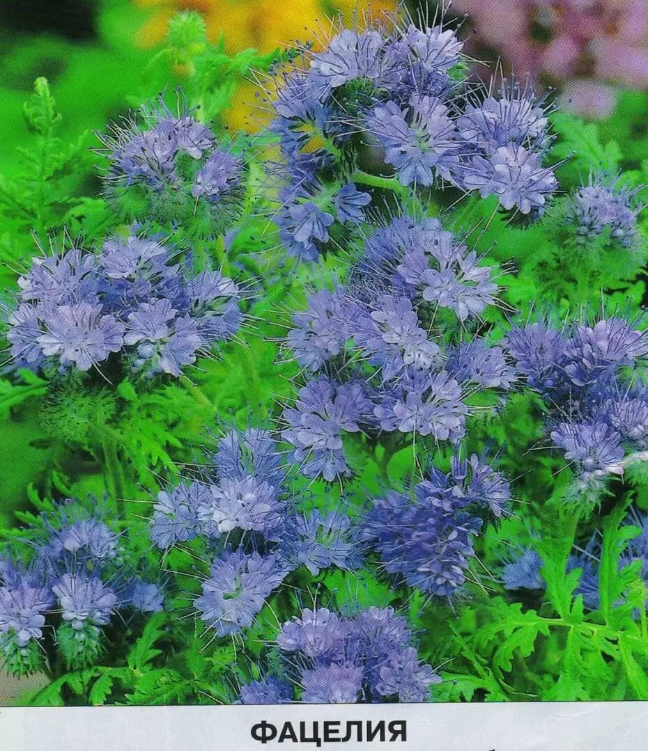 Фото из интернета