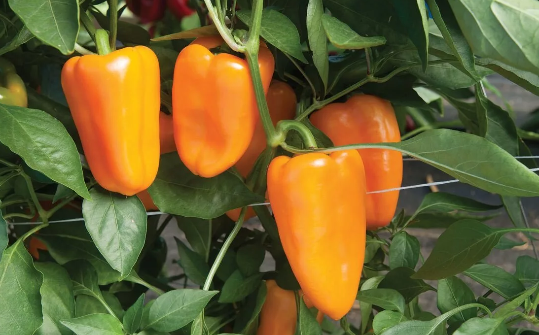 Болгарский перец крупные сорта. Перца Capsicum annuum. Перец сладкий холодок f1. Перец Пируэт f1. Перец Абрикосовая фаворитка.