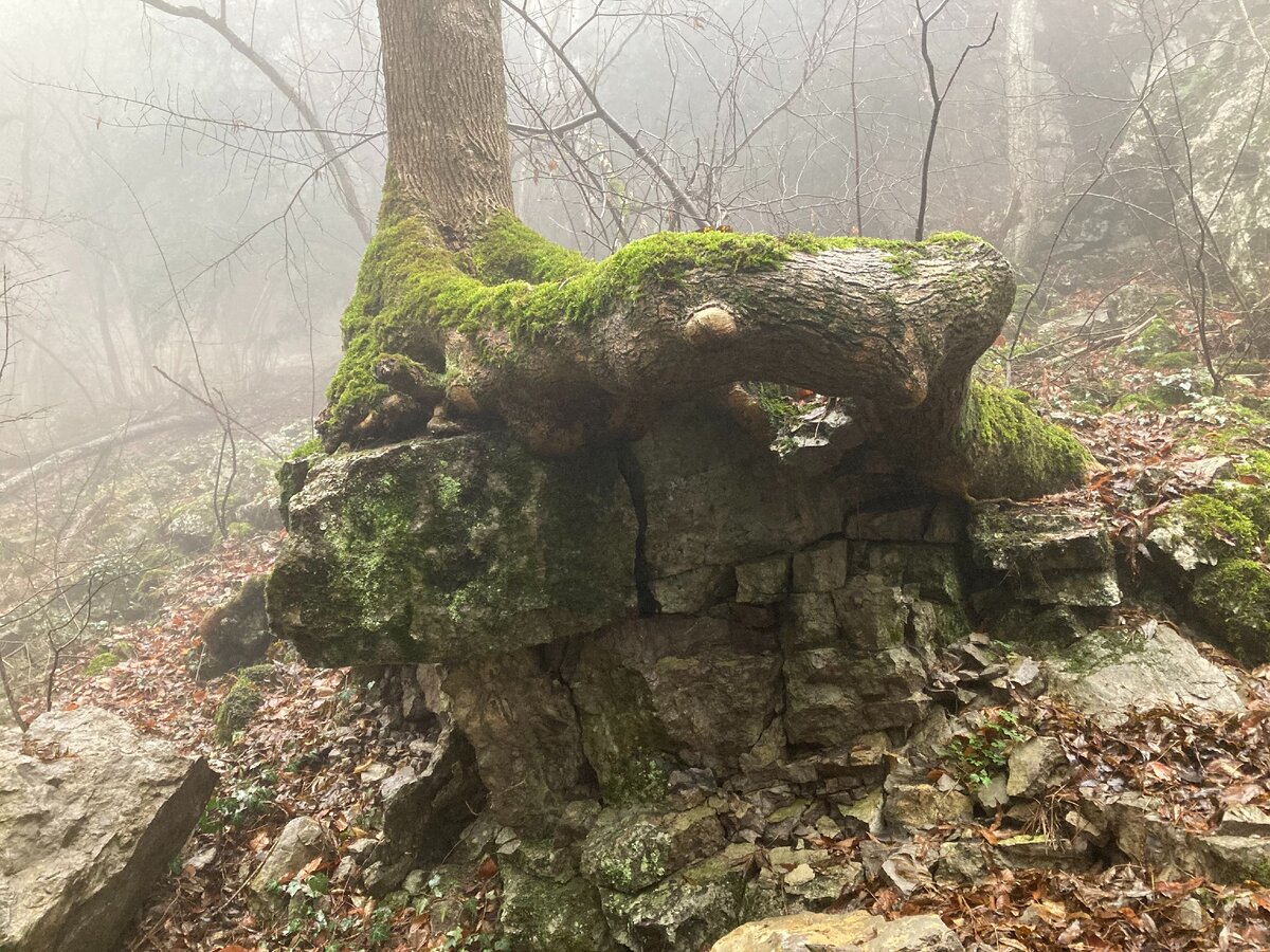 Страшные места лесов Крыма