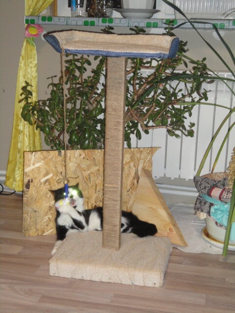 Мурзик играет с новой когтеточкой