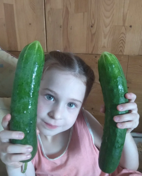 Наши огурчики из теплицы