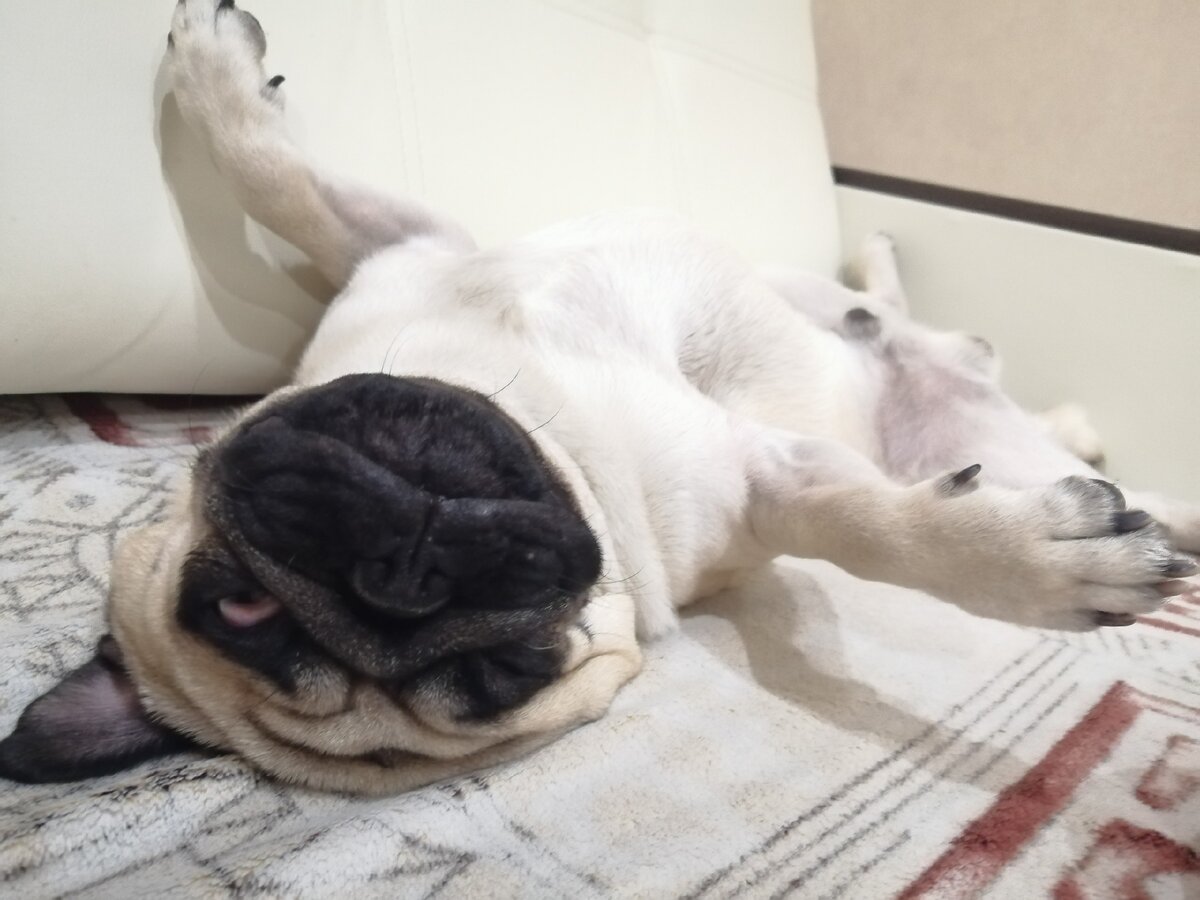 Честер обожает спать до обеда