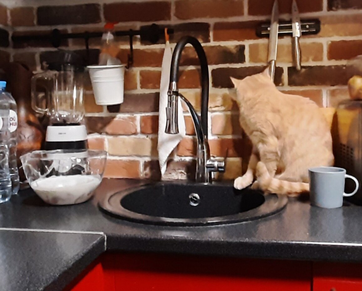 Ага, да! Если я тебя не вижу, то и ты меня не видишь! Да, кот. Все верно! 🤦‍♂️🤦‍♂️