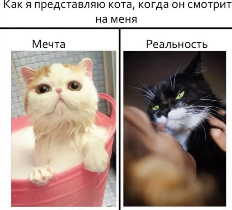 кот не злой просто ненавидет людей