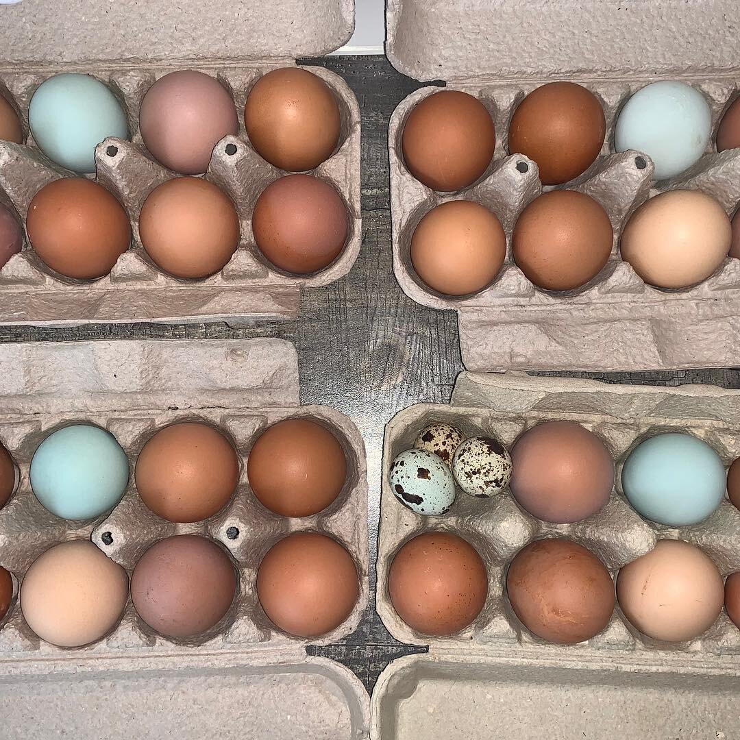 Не все яйца подходят для сбора скорлупы (фото автора)
