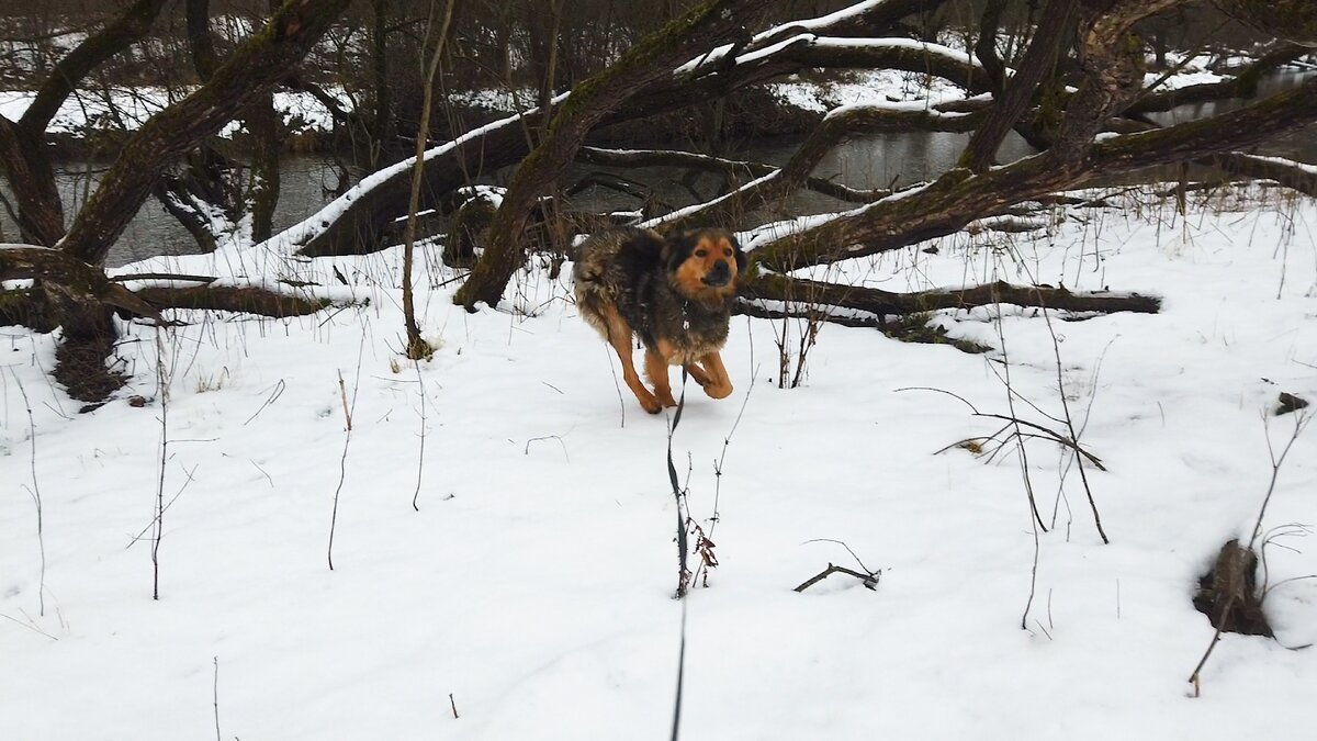 Рыжий на прогулке