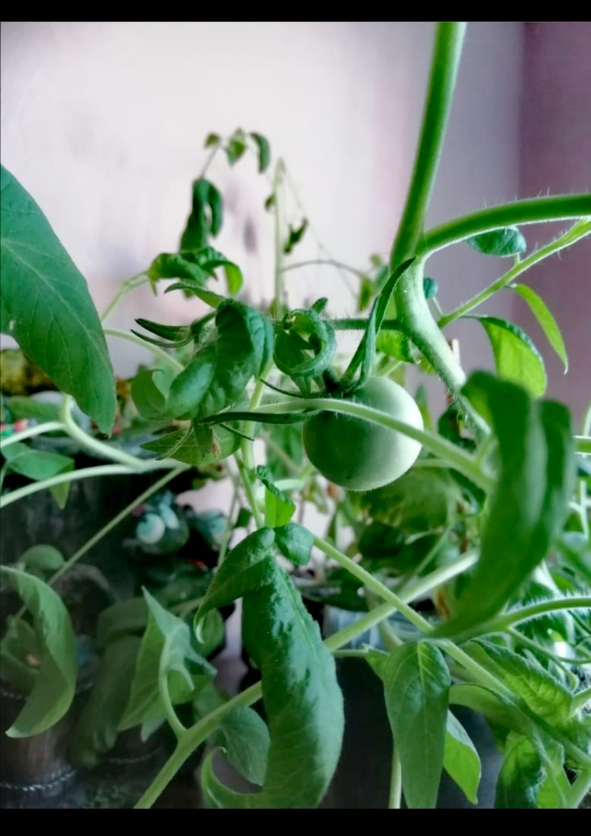 Пару лет назад сажала помидорки.