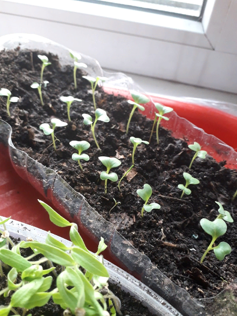 Теперь только так...